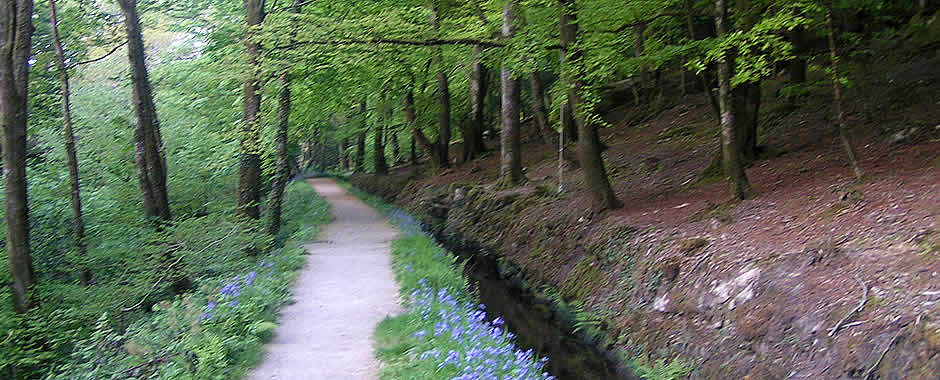 Woodland walks in Luxulyan Valley