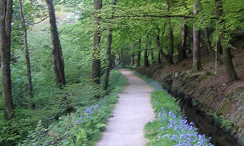 Woodland walks in Luxulyan Valley